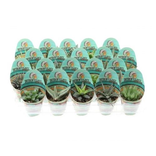 Aloe mix potcover desert plants pv5017