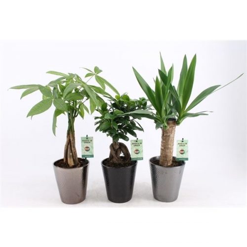 Kamerplanten jungle mix