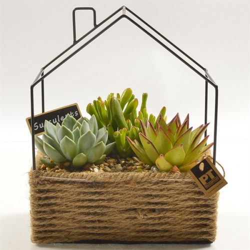 Vetplanten arrangement	-	4	-	Adet