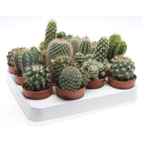 Cactus mix ca6001