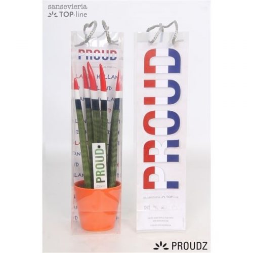 Sansevieria cilindrica proudz nederlands