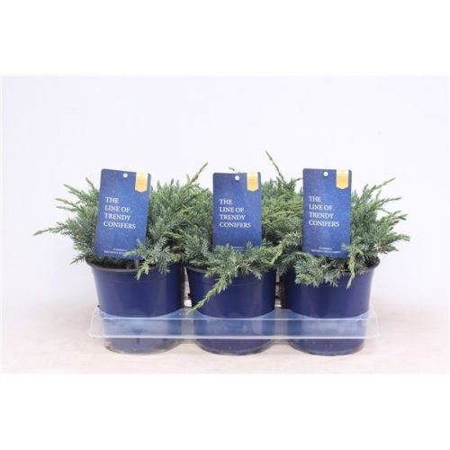 Juniperus squamata blue carpet