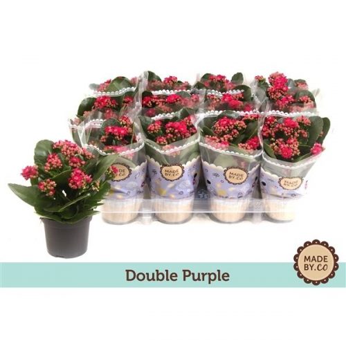 Kalanchoe rosalina paars