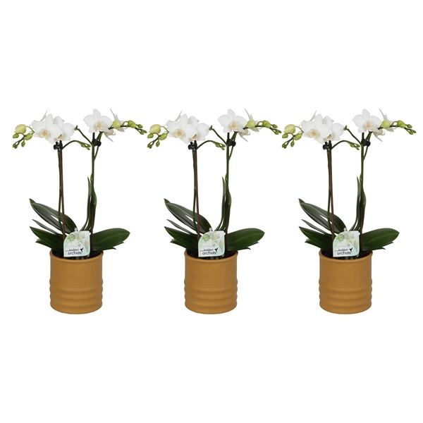 Phalaenopsis multiflora kolibri wit