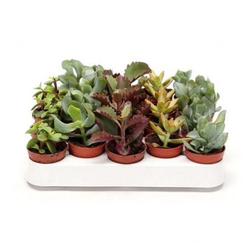 Succulenten mix suc505