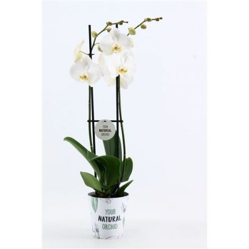 Phalaenopsis wit