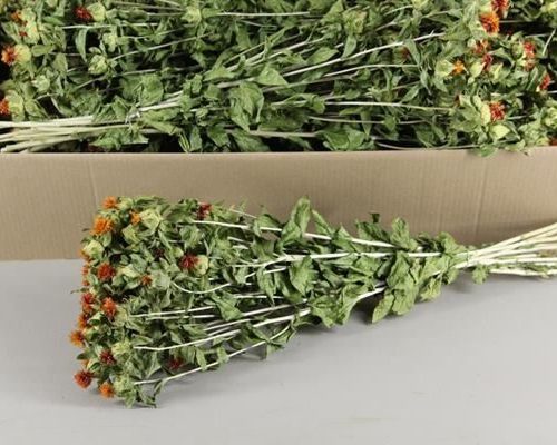 Df carthamus orange bs - Df carthamus orange bs