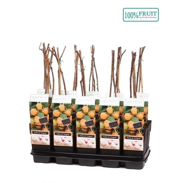 Rubus idaeus fallgold 1 Rubus idaeus fallgold