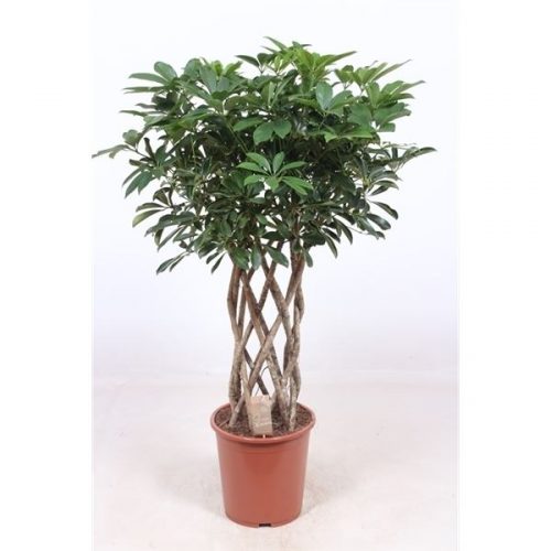 Schefflera arboricola compacta