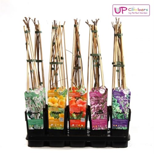 Klimplanten mix tray exclusief