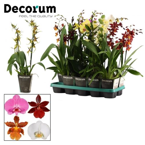 Orchideeen mix	2 tak 	-	10	-	Adet