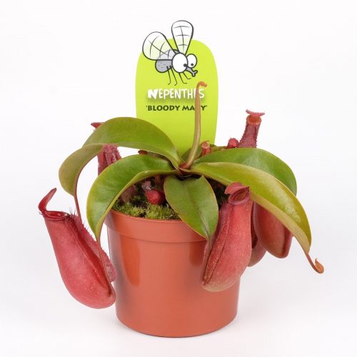Nepenthes bloody mary