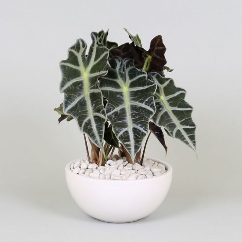 Alocasia polly