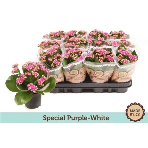 Kalanchoe rosalina special serenity paars / wit