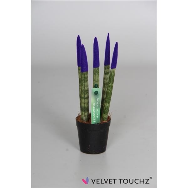 Sansevieria cylindrica spaghetti velvet svt06zk07 1 Sansevieria cylindrica spaghetti velvet svt06zk07