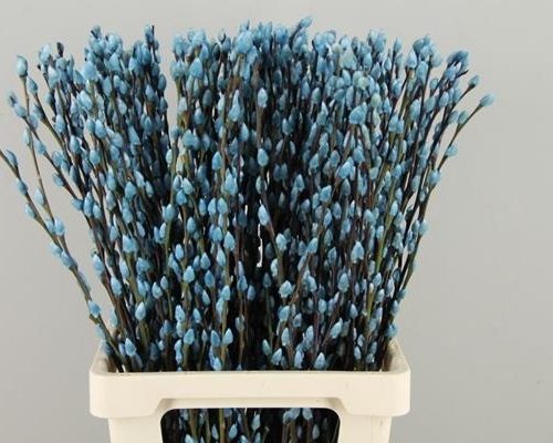 Salix Wilgenkatjes Pnt. L Blue - Salix verf
