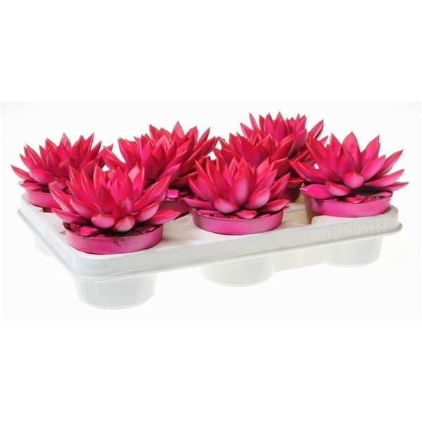 Echeveria miranda rainbow neon rubine