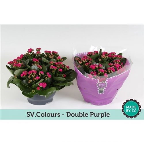 Kalanchoe rosalina paars