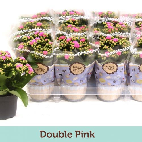 Kalanchoe rosalina roze
