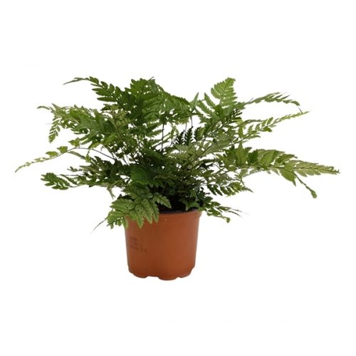 Polystichum/athyrium