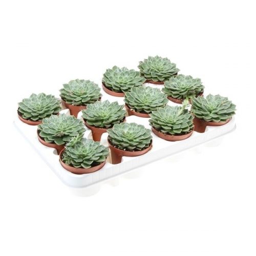 Graptopetalum bellum su8044