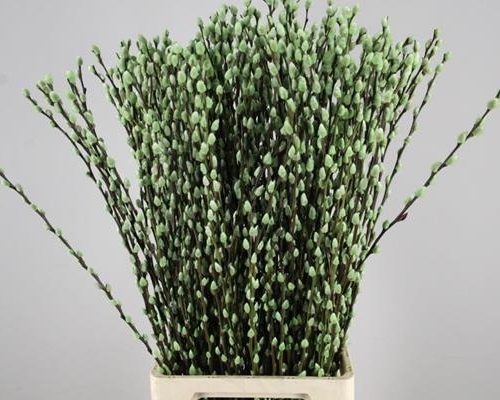 Salix Wilgenkatjes Pnt. M Groe - Salix verf