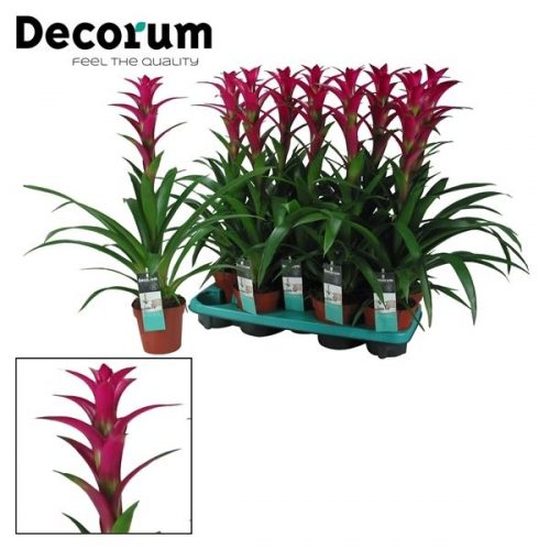 Guzmania alerta paars		-	9	-	Adet