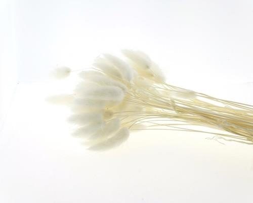 Df Lagurus Bs Bleached - Decoratiemateriaal (h%)