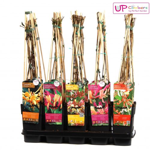 Lonicera mix tray