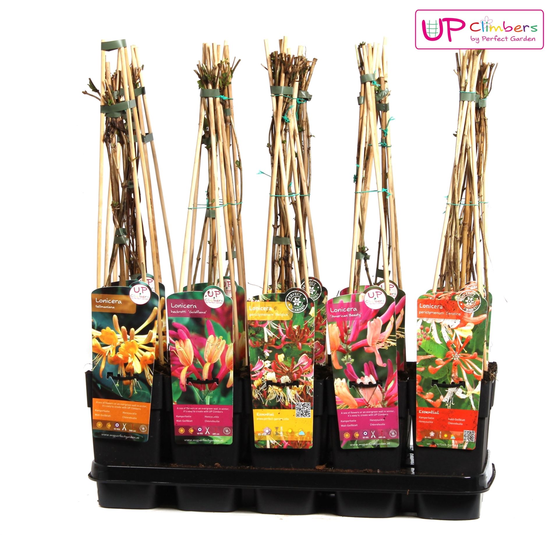 Lonicera mix tray