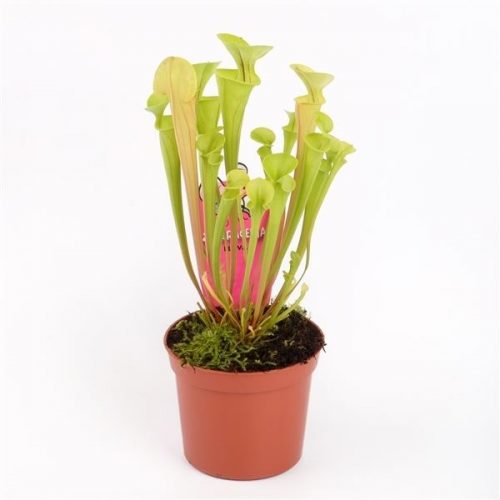 Sarracenia flava