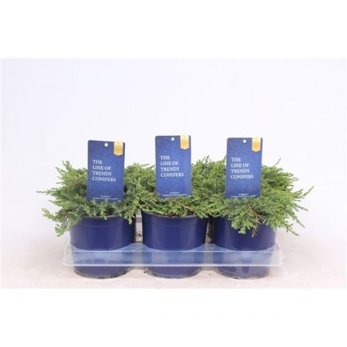 Juniperus communis green carpet