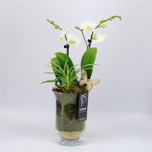 Phal-2013w phalaenopsis creatie	-	4	-	Adet
