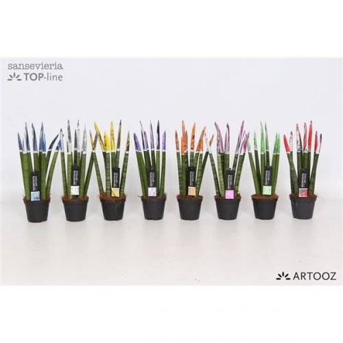 Sansevieria cylindrica spaghetti artooz mix