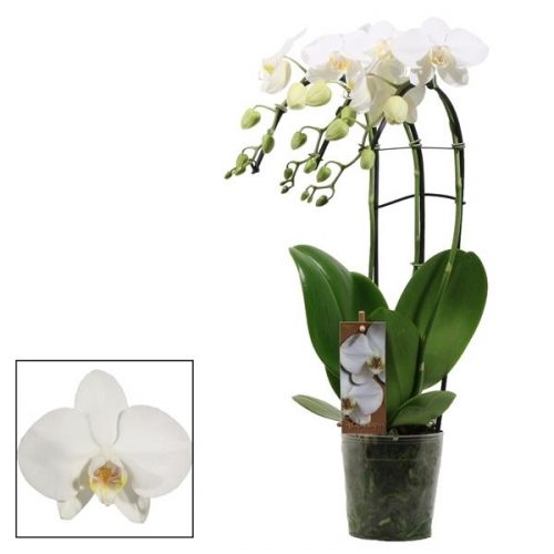Phalaenopsis tropic snowball triple cascade