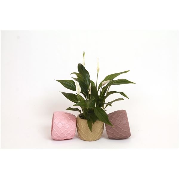 Spathiphyllum pearl cupido kp-696.1
