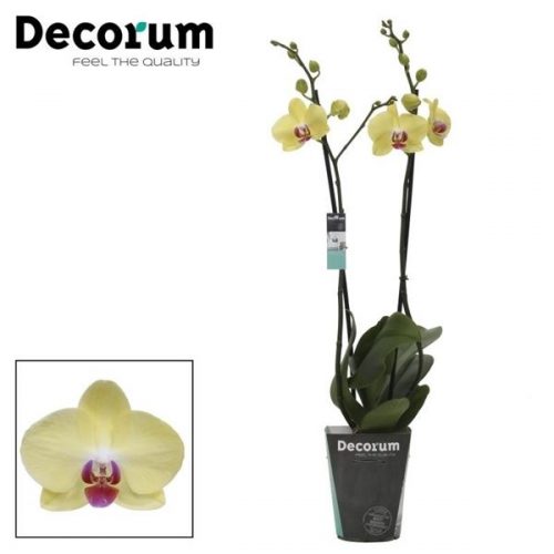 Phalaenopsis miraflore	phal. miraflore - 2 spike 12cm	-	4	-	Adet