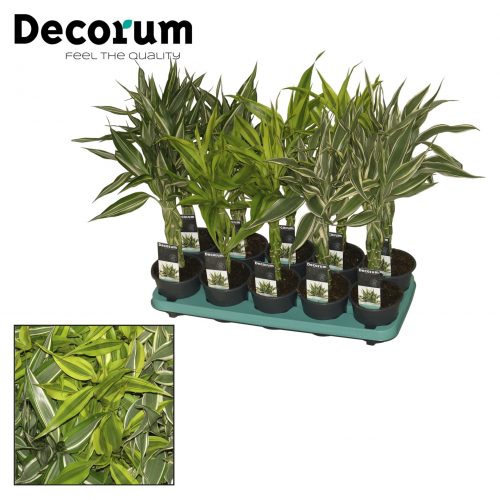 Dracaena sanderiana mix gevlecht