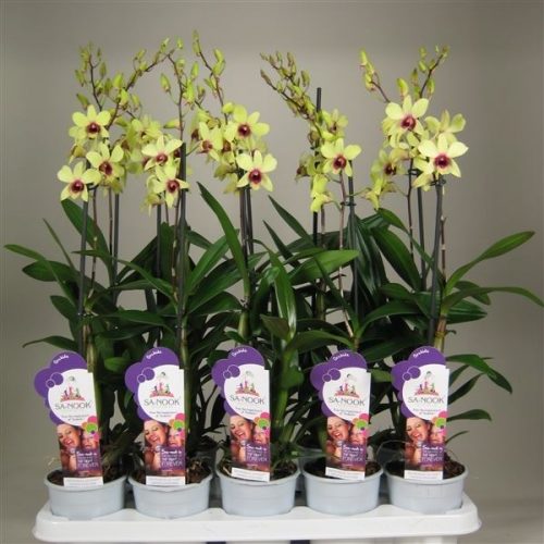 Dendrobium sa-nook banana chocolate