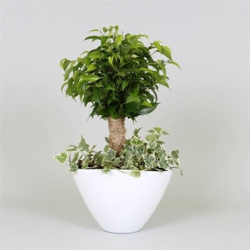 Arrangementen ficus