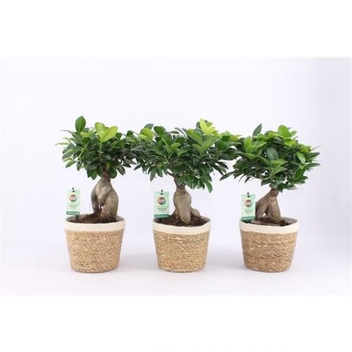 Ficus microcarpa ginseng