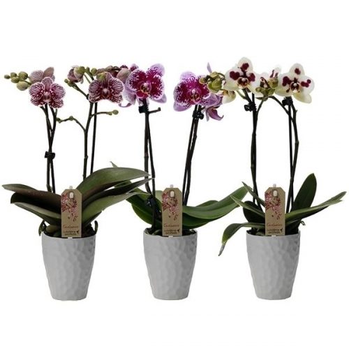 Phalaenopsis multiflora kolibri mix 12420exw