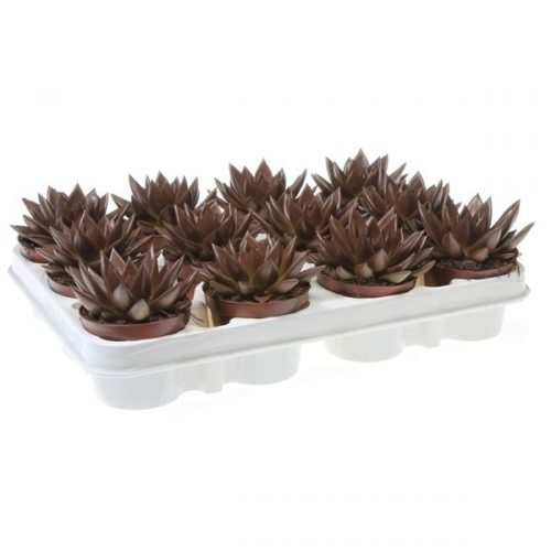 Echeveria miranda rainbow brown