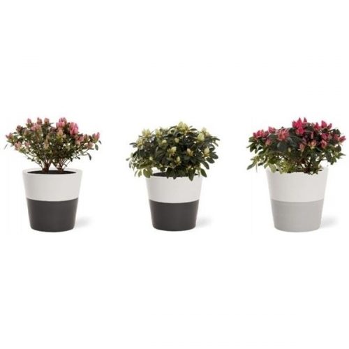 Rhododendron simsii grp hellmut vogel