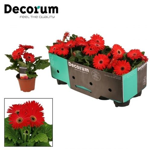 Gerbera rood	gerbera belicht 2+ bl. 12cm rood (	-	9	-	Adet
