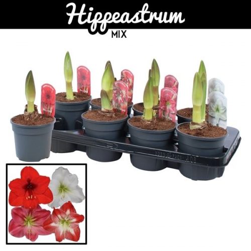 Hippeastrum mix standaard