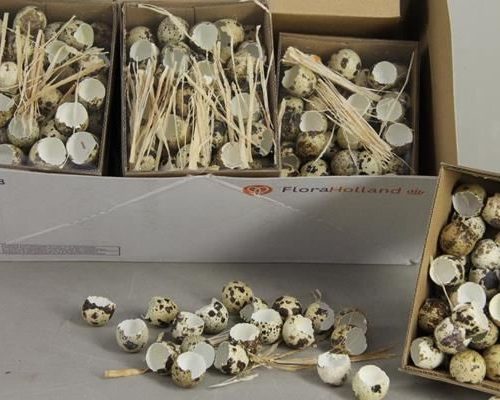 Egg Quail Broken Box(60pcs) - Decoratiemateriaal (h%)
