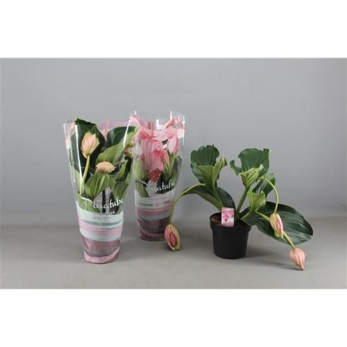 Medinilla magnifica pinatubo