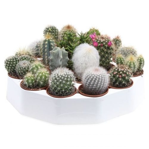 Cactus mix rondo  ca5003