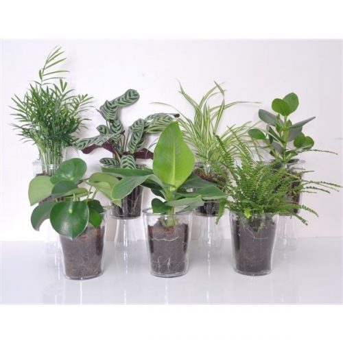 Intenz mix in vaasglas